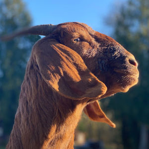 Meet your Posher, Carrie